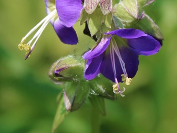 Polemonium vanbruntiae